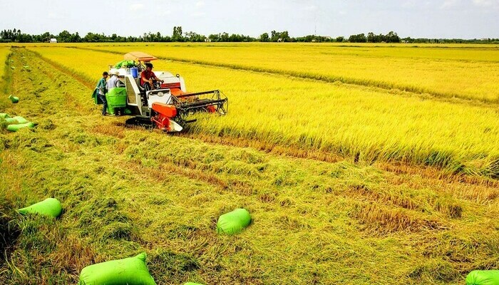 Thủ tục chuyển nhượng đất trồng lúa tại Lâm Đồng